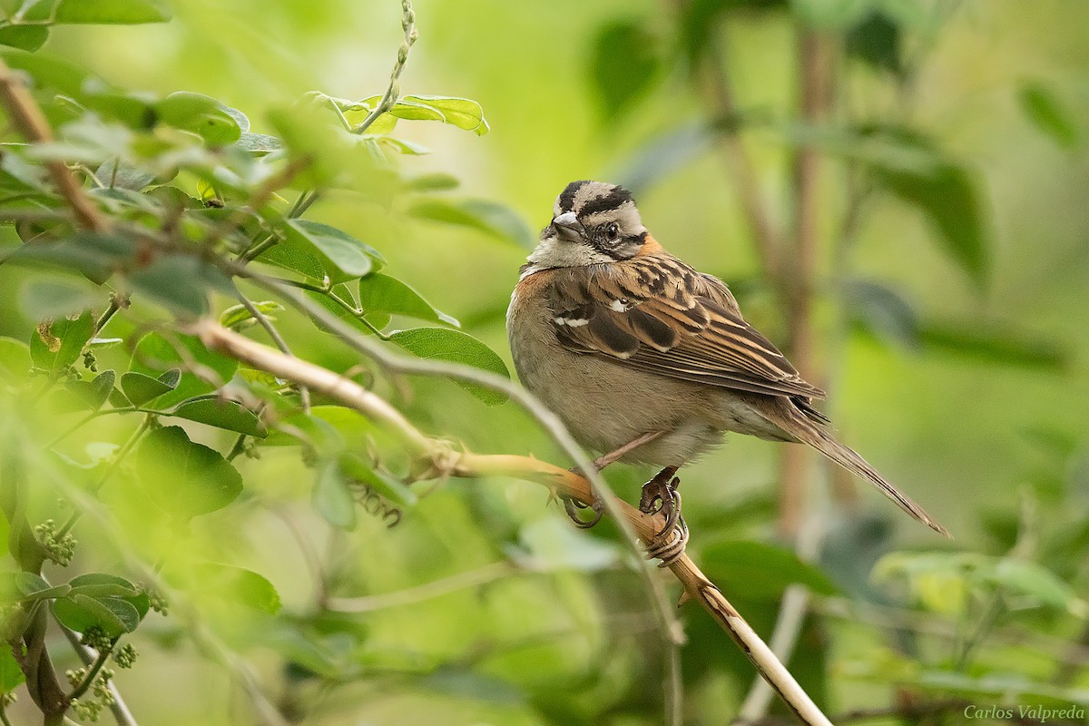 Rufous-collared Sparrow - ML618584274
