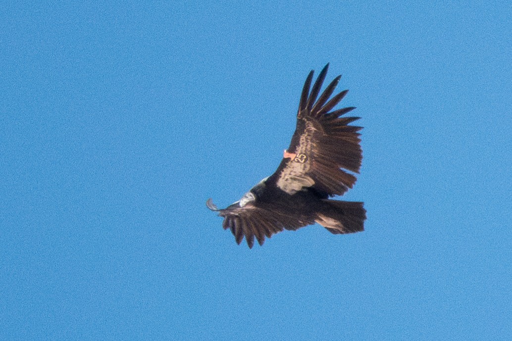 California Condor - ML618584276