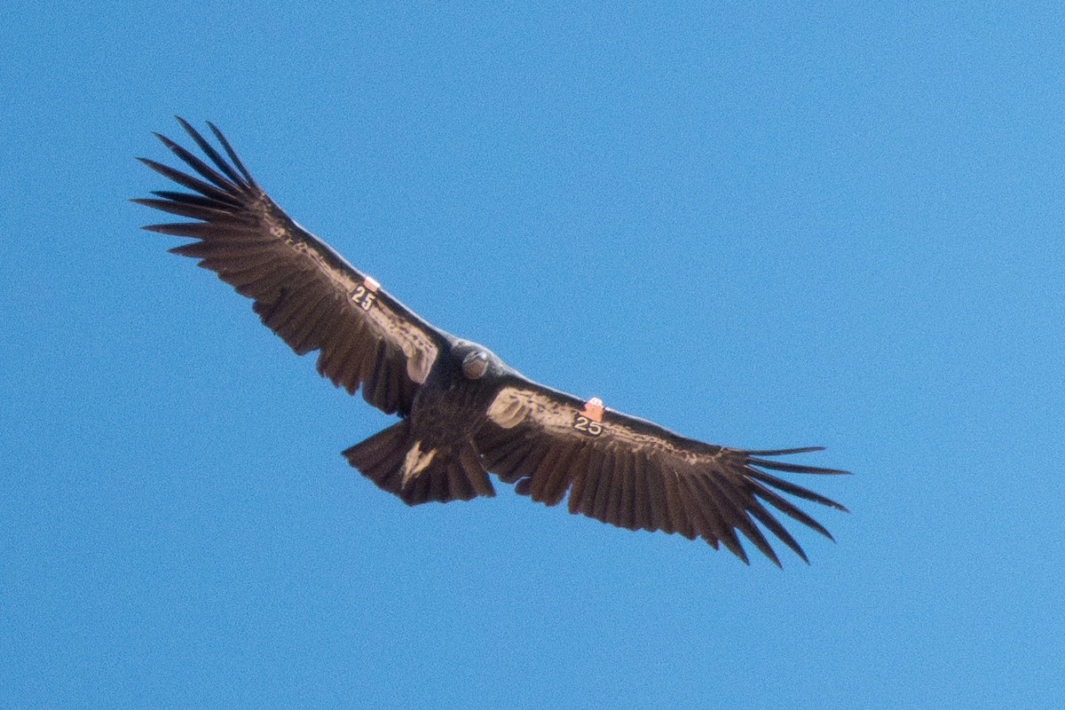 Condor de Californie - ML618584277