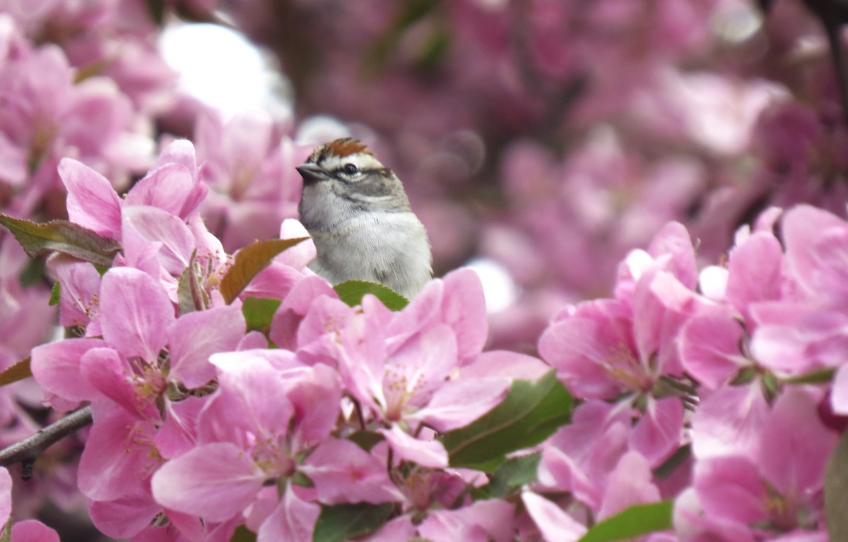 Chipping Sparrow - ML618584366