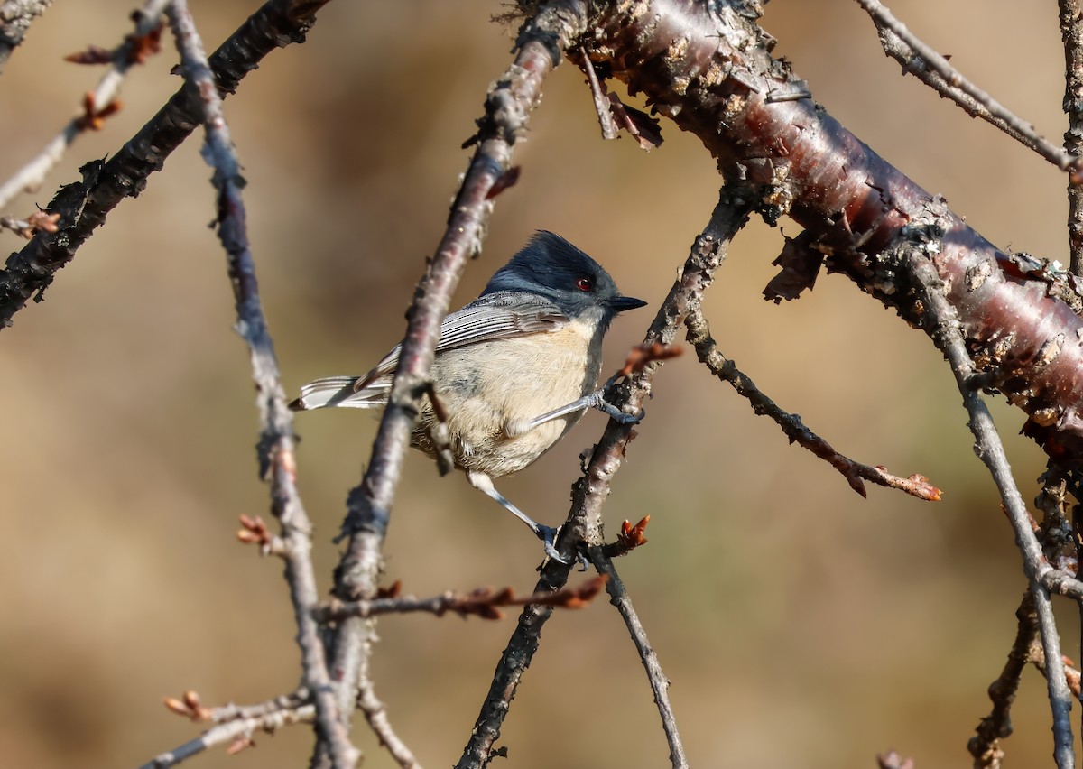 Gray-crested Tit - ML618584433