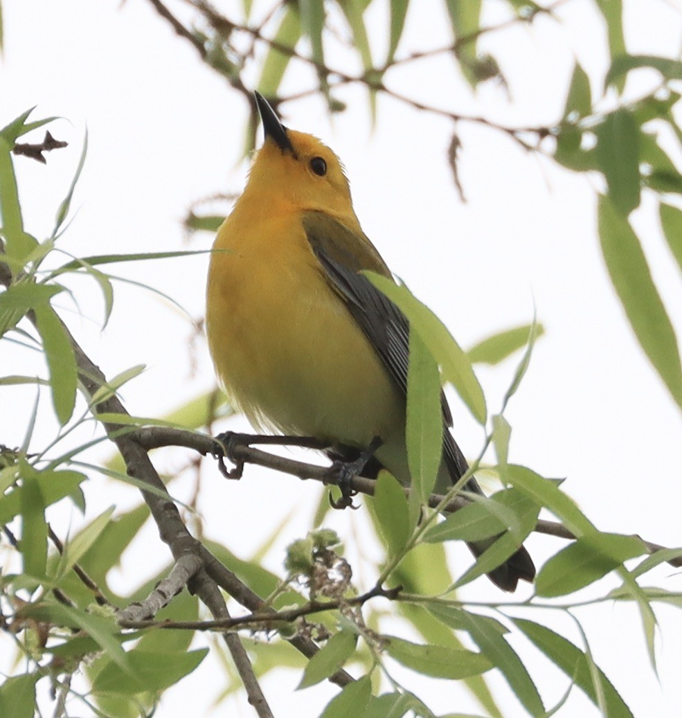 Prothonotary Warbler - ML618584457
