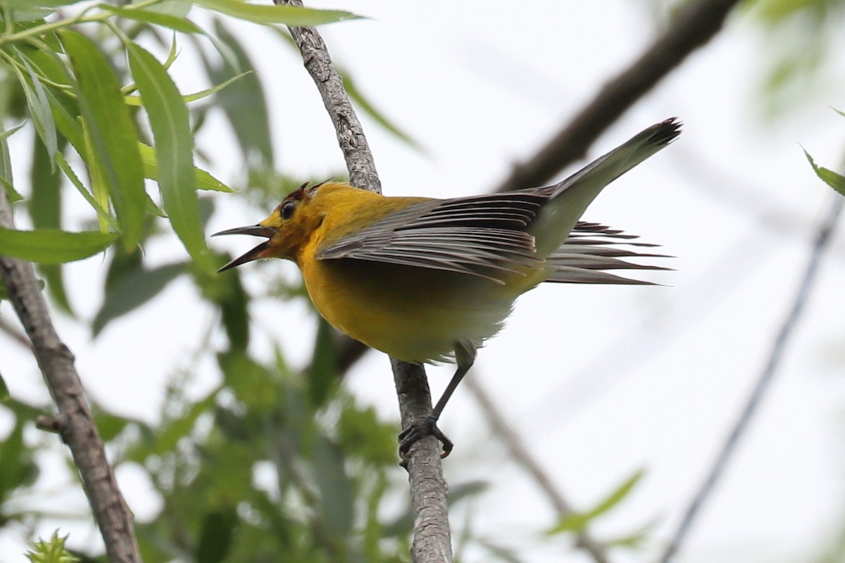 Prothonotary Warbler - ML618584466