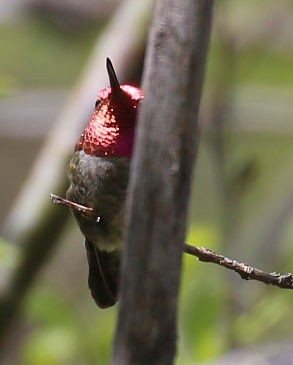 Anna's Hummingbird - ML618584529