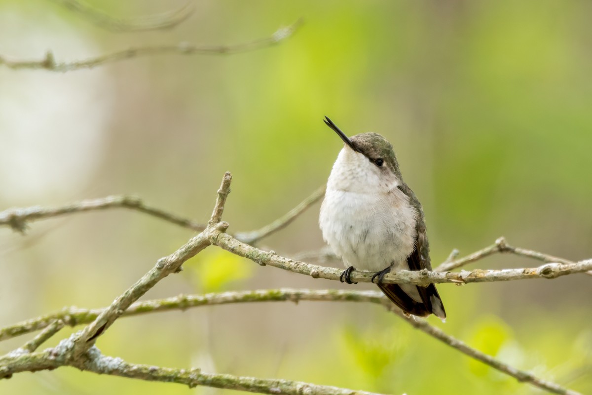Ruby-throated Hummingbird - Ric mcarthur