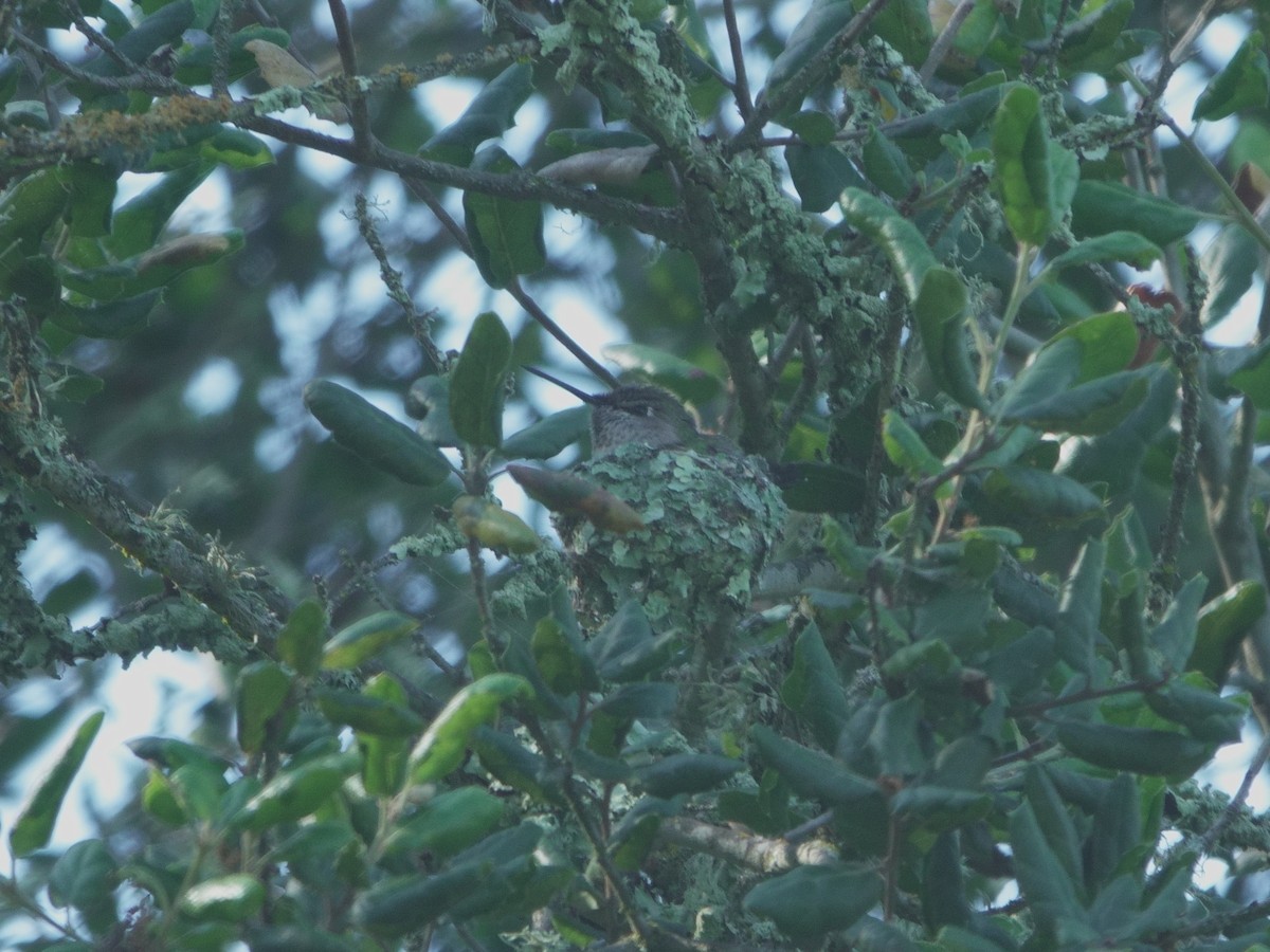 Anna's Hummingbird - ML618584549
