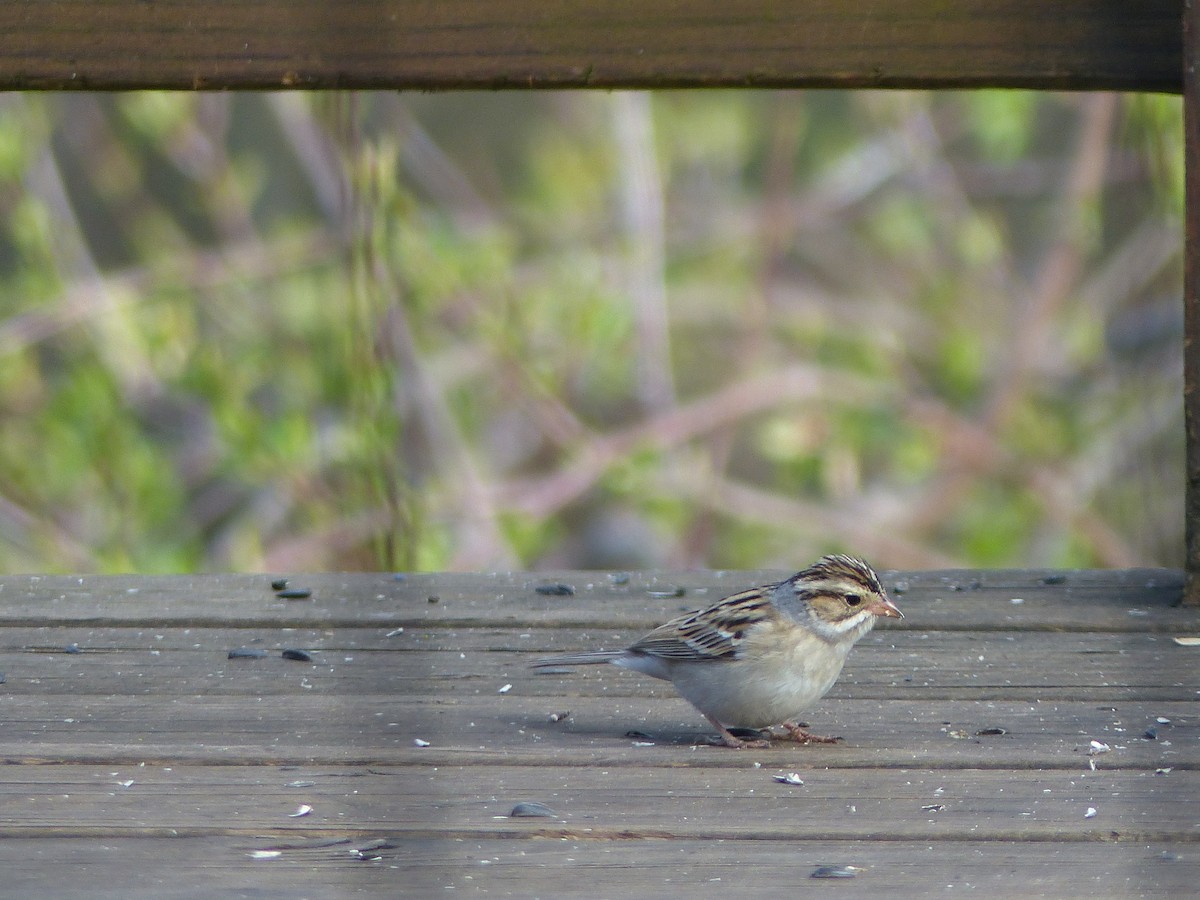 Clay-colored Sparrow - ML618584564