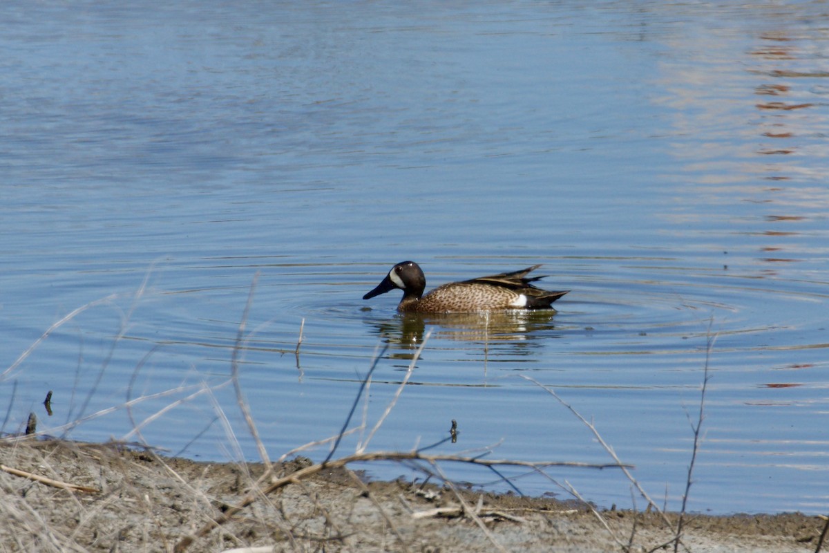 Blue-winged Teal - ML618584568