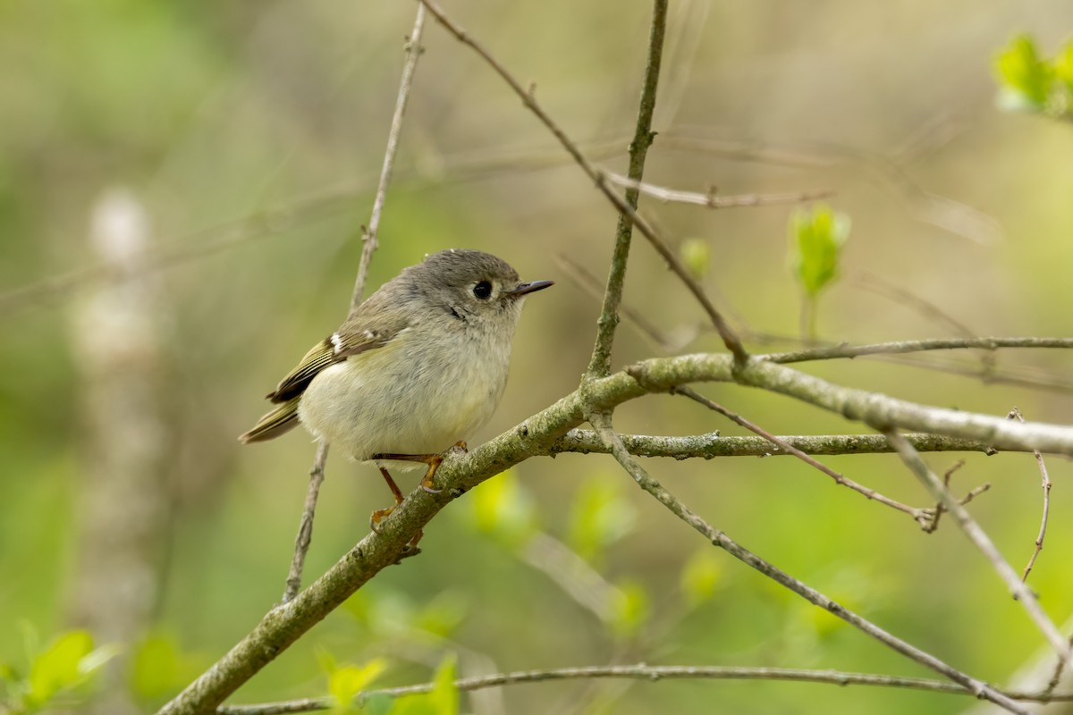 Ruby-crowned Kinglet - Ric mcarthur