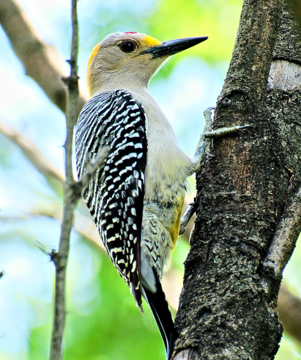 Golden-fronted Woodpecker - ML618584595