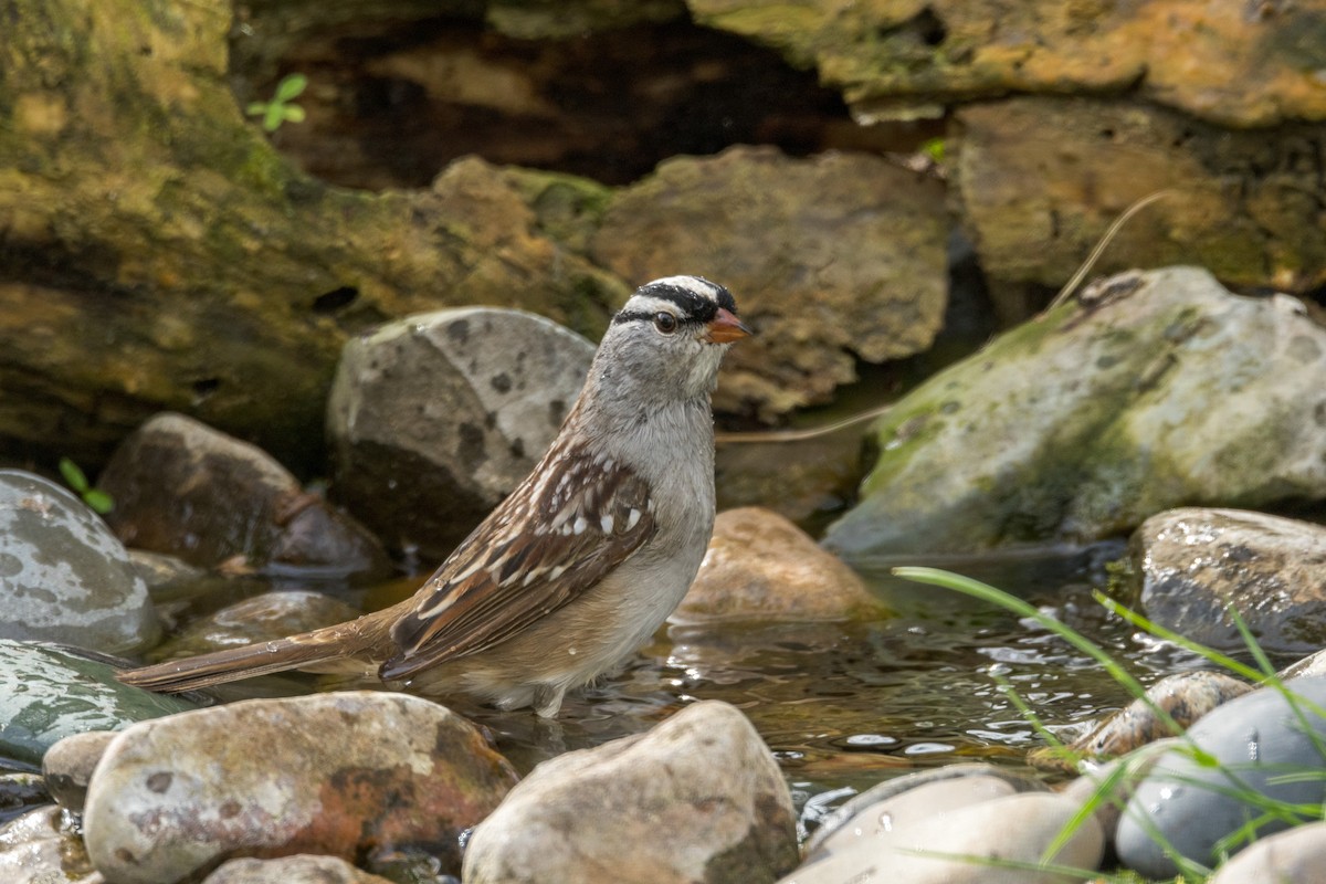 White-crowned Sparrow - ML618584627