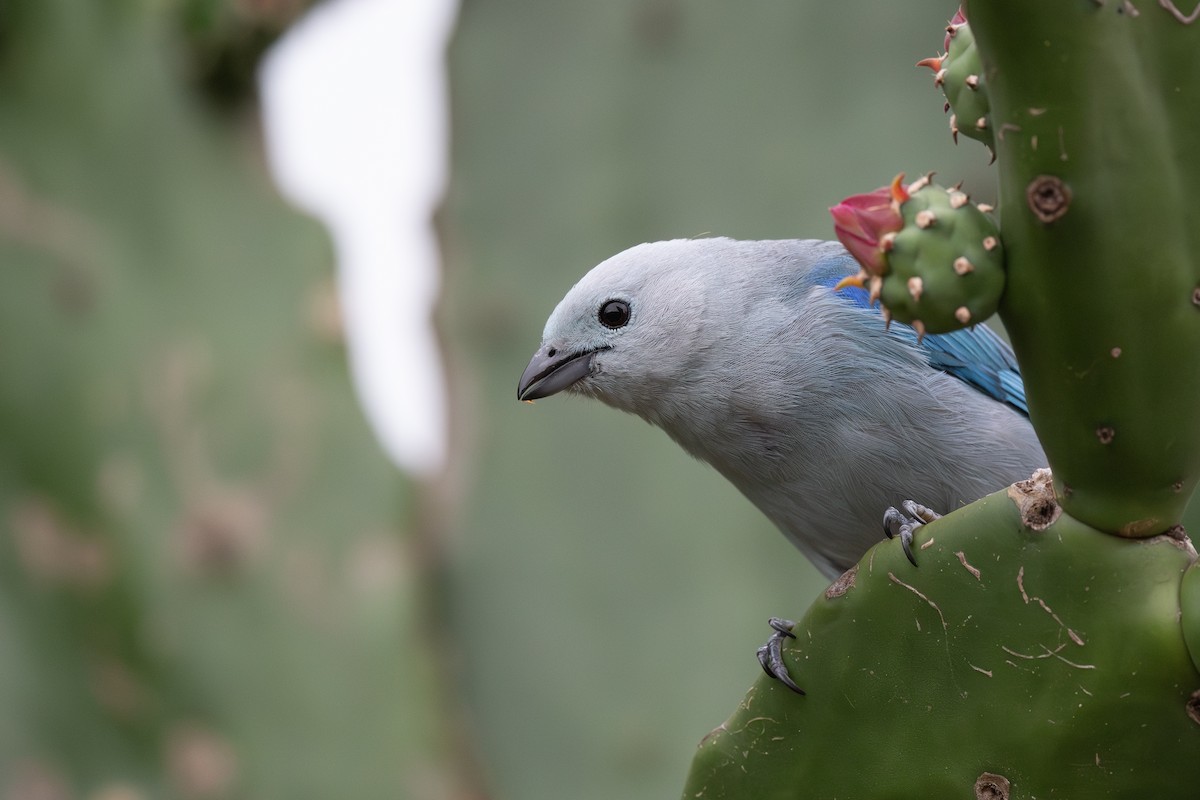 Blue-gray Tanager - ML618584629