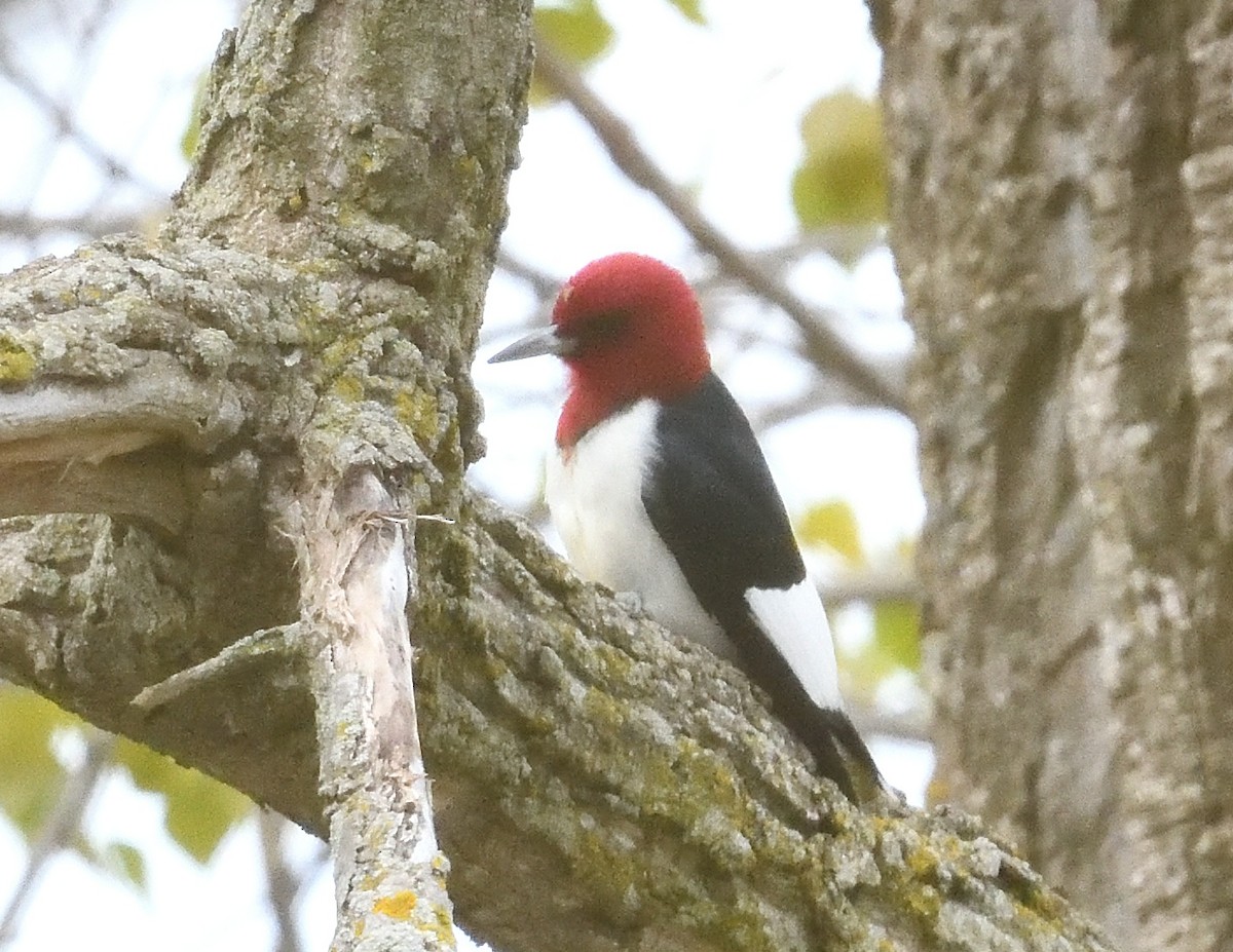 Red-headed Woodpecker - ML618584633