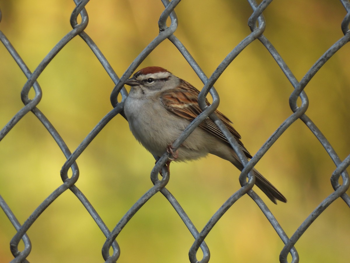 Chipping Sparrow - ML618584646