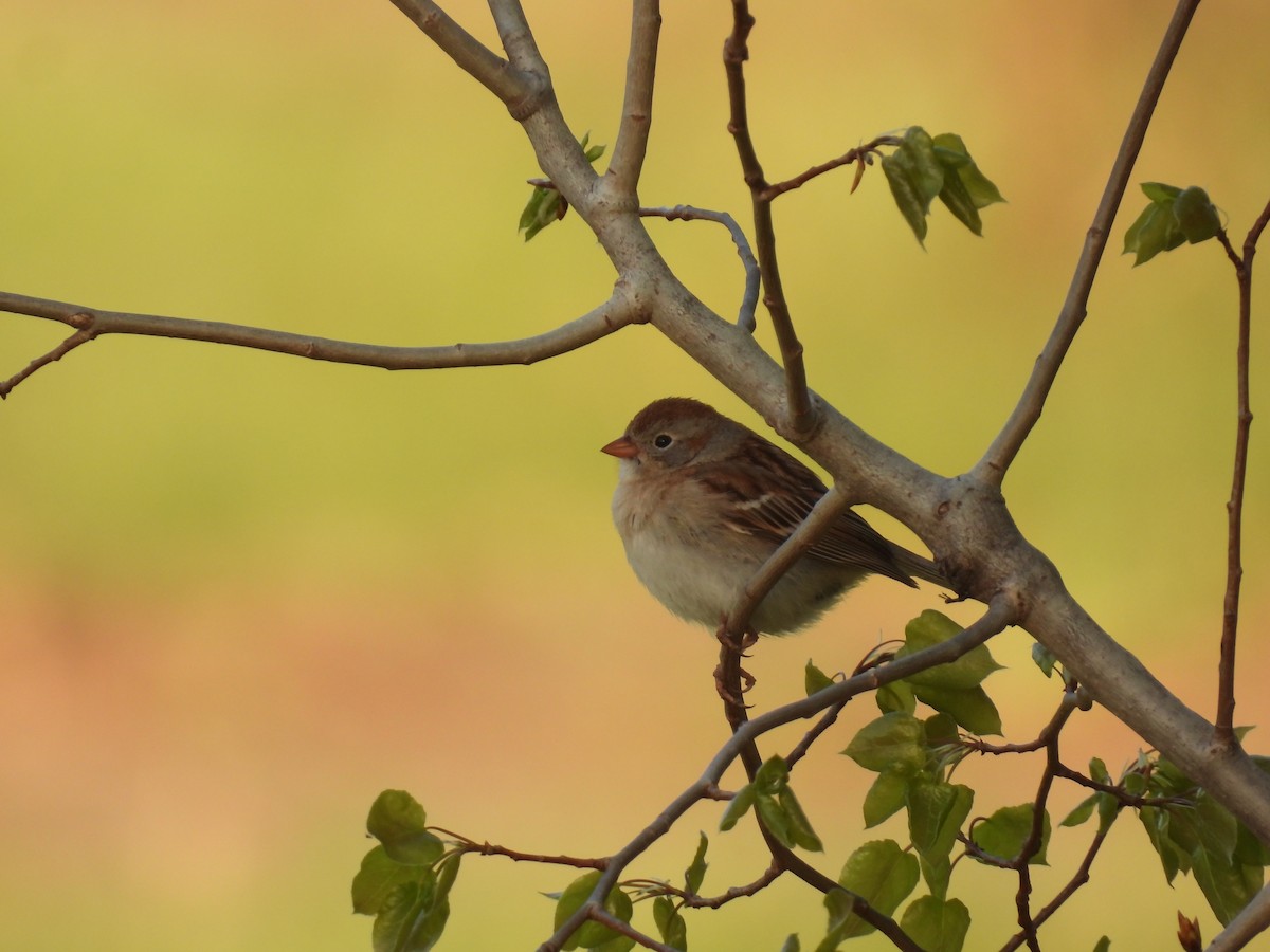 Field Sparrow - ML618584685