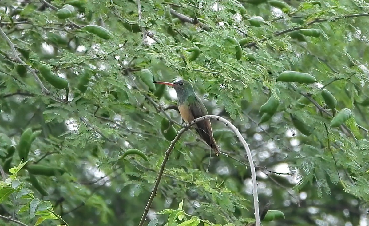 Buff-bellied Hummingbird - ML618584687