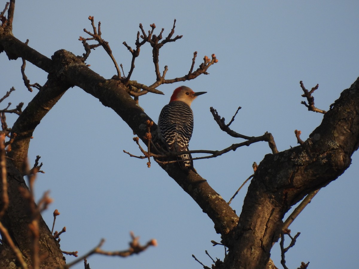 Red-bellied Woodpecker - ML618584694