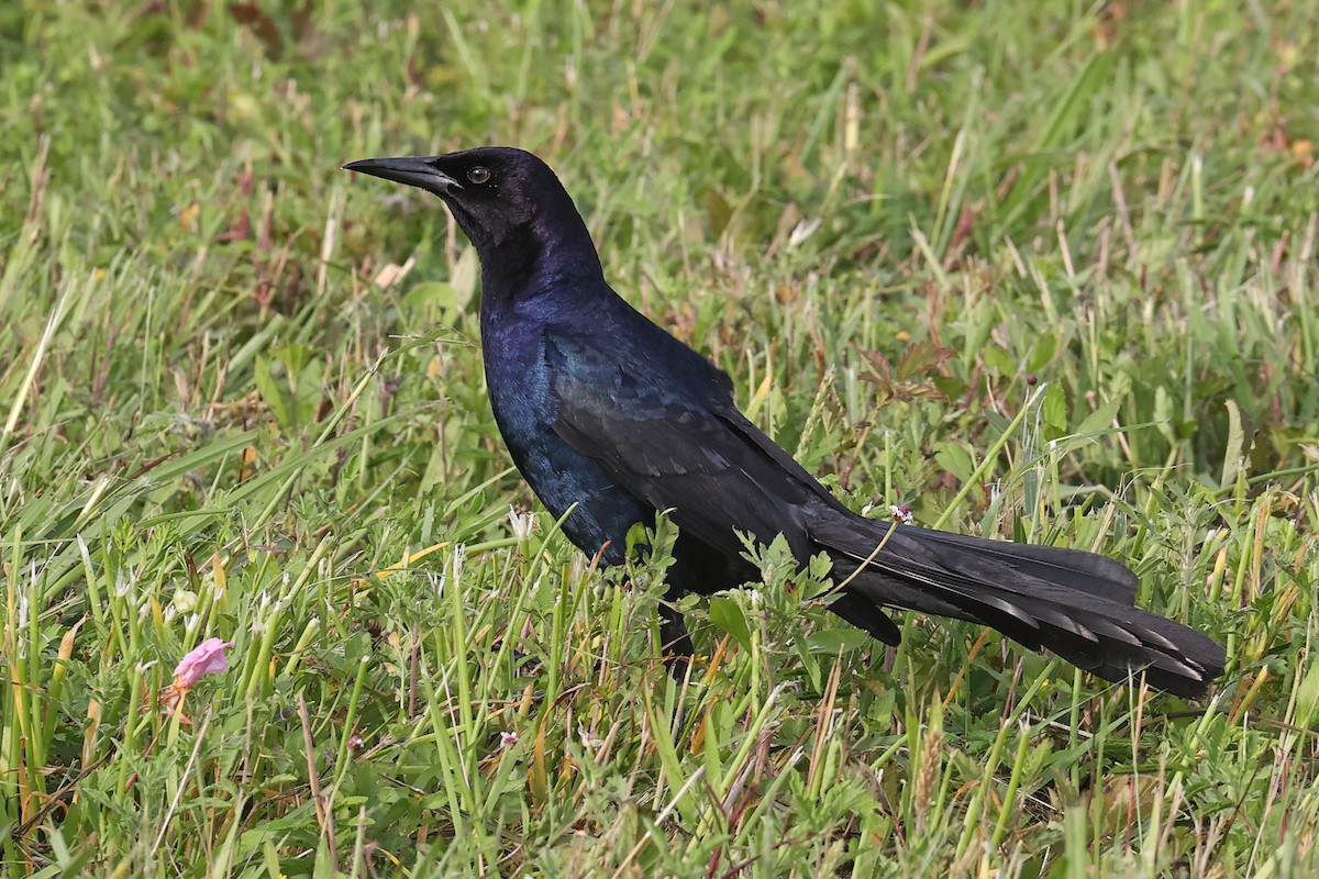 Boat-tailed Grackle (major) - ML618584762