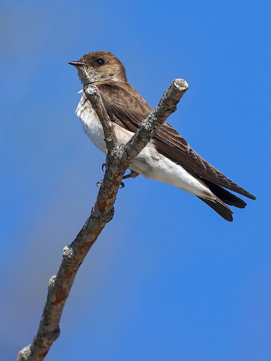 Northern Rough-winged Swallow - ML618584789