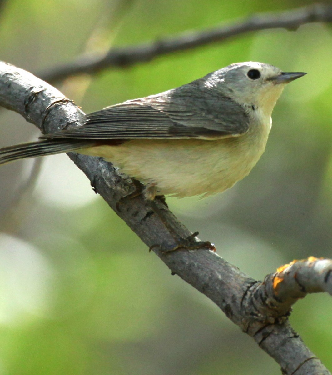 Lucy's Warbler - ML618584798