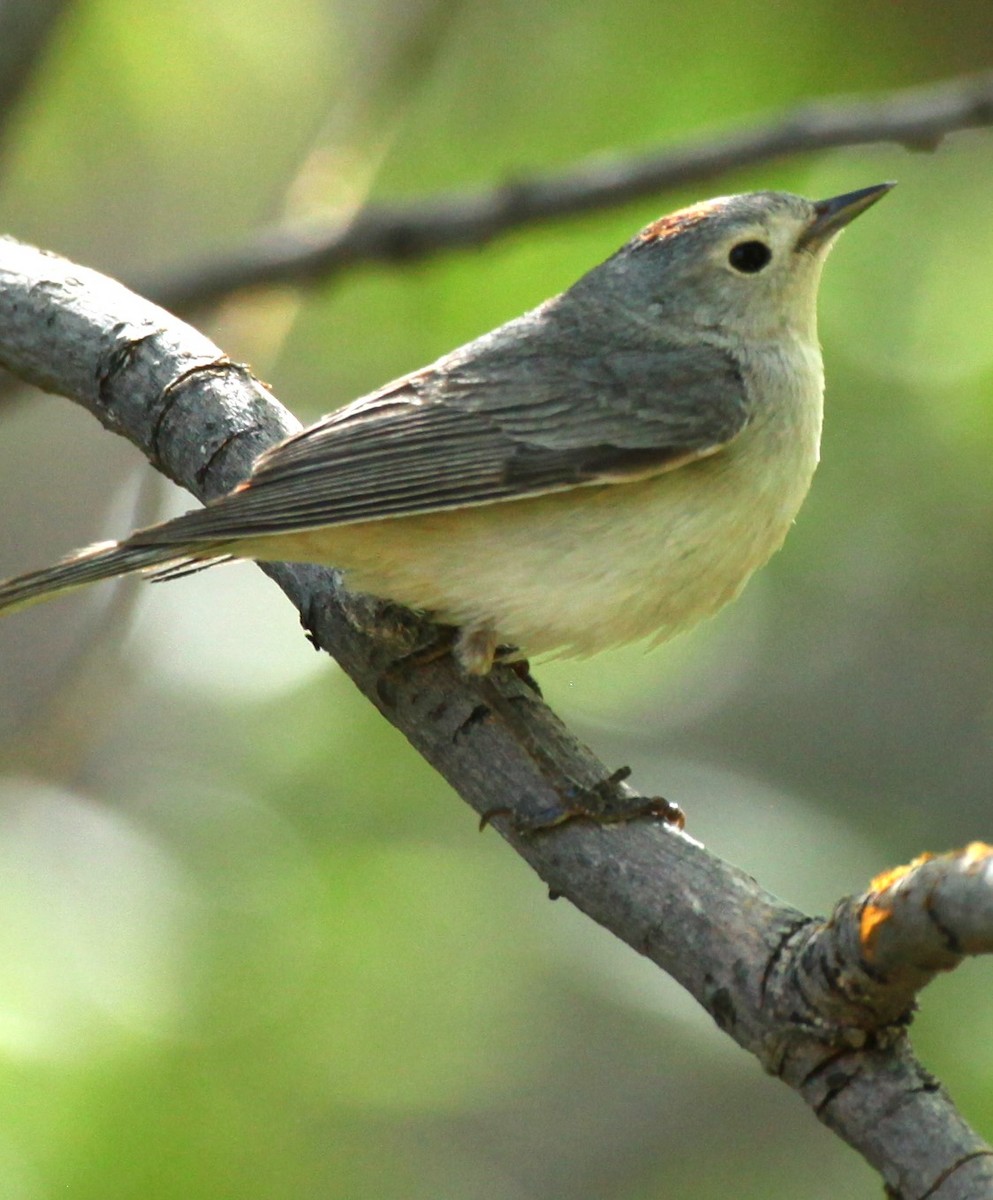 Lucy's Warbler - ML618584803