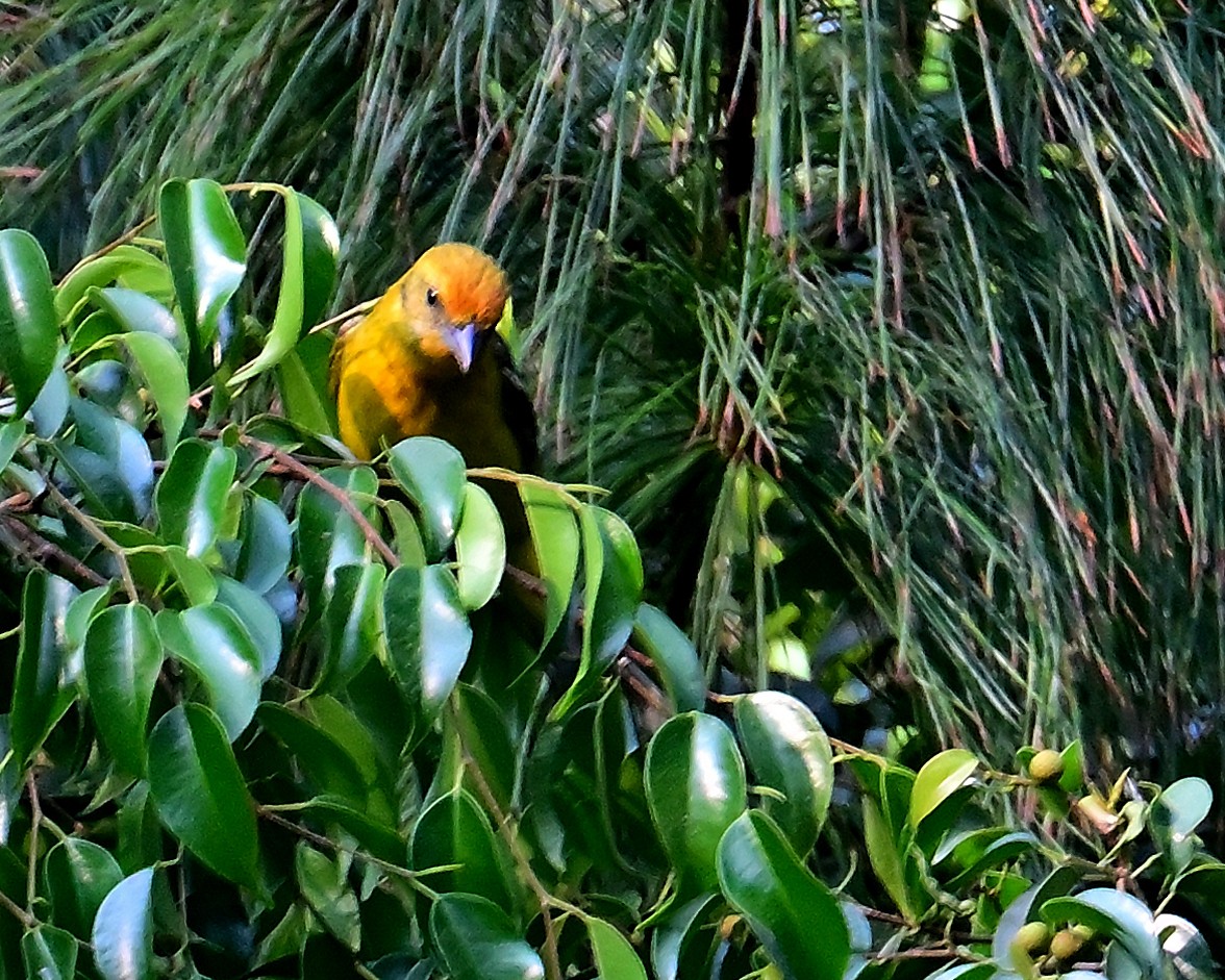 Flame-colored Tanager - ML618584821