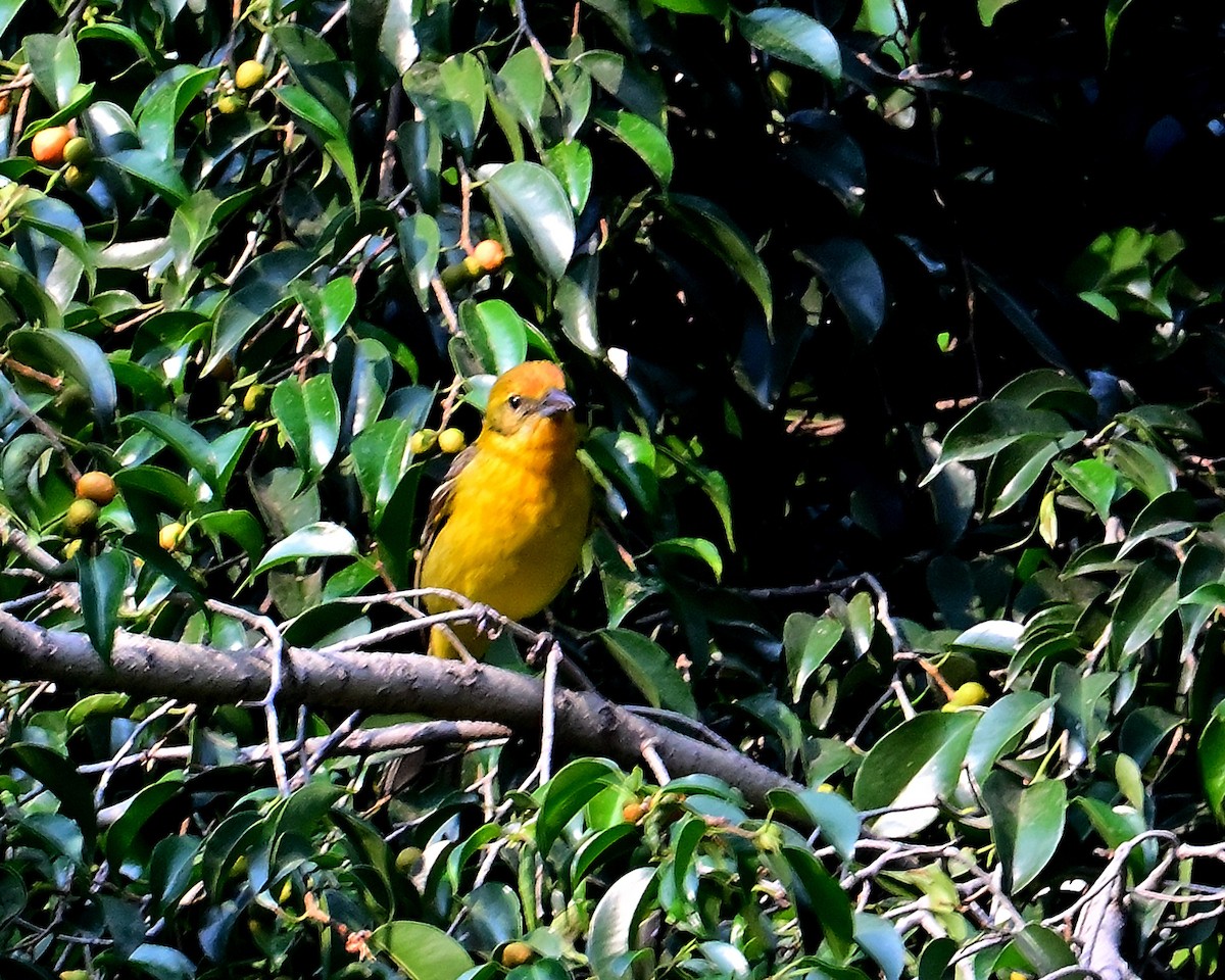Flame-colored Tanager - ML618584822