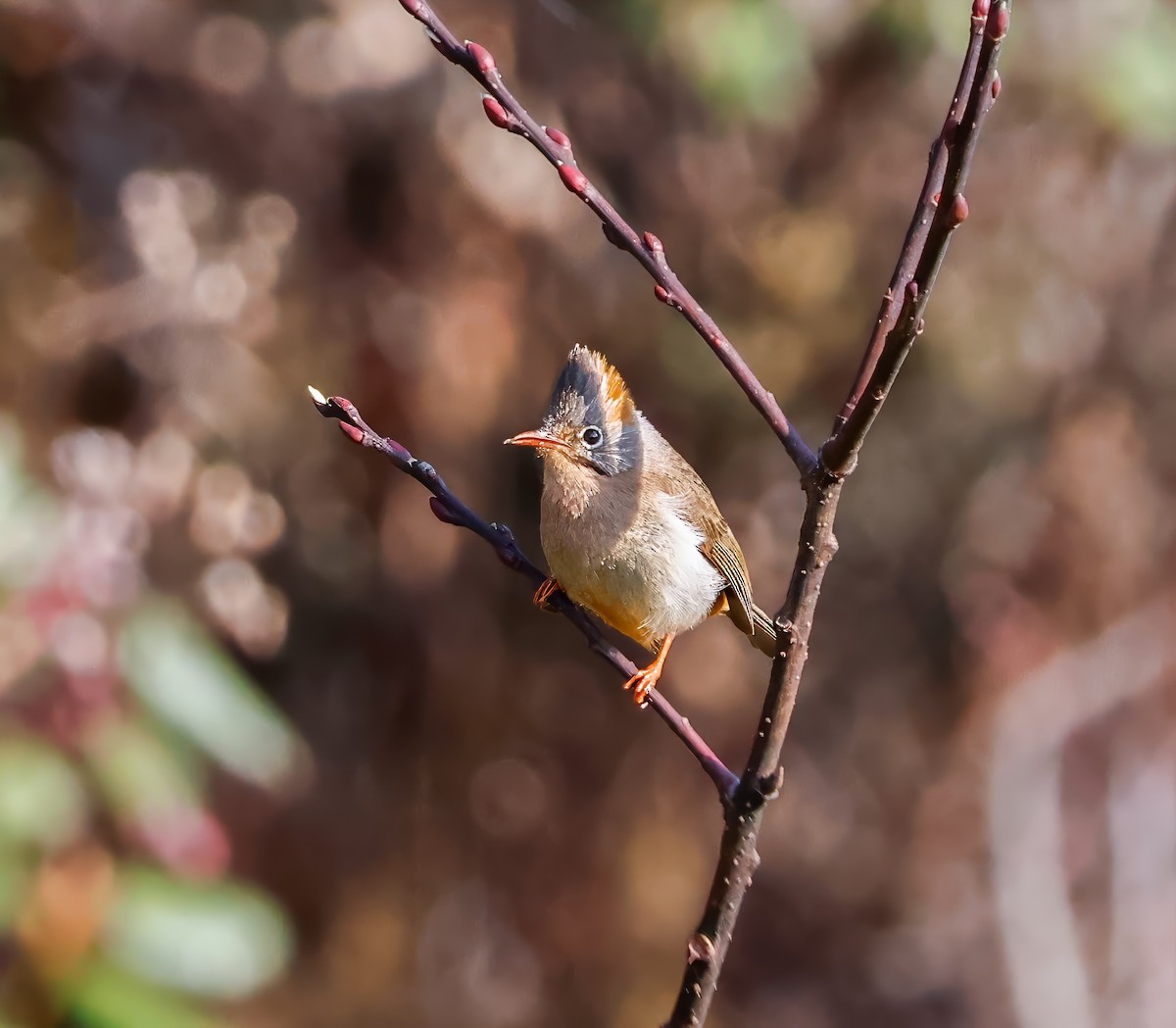 Rufous-vented Yuhina - Peter Crosson