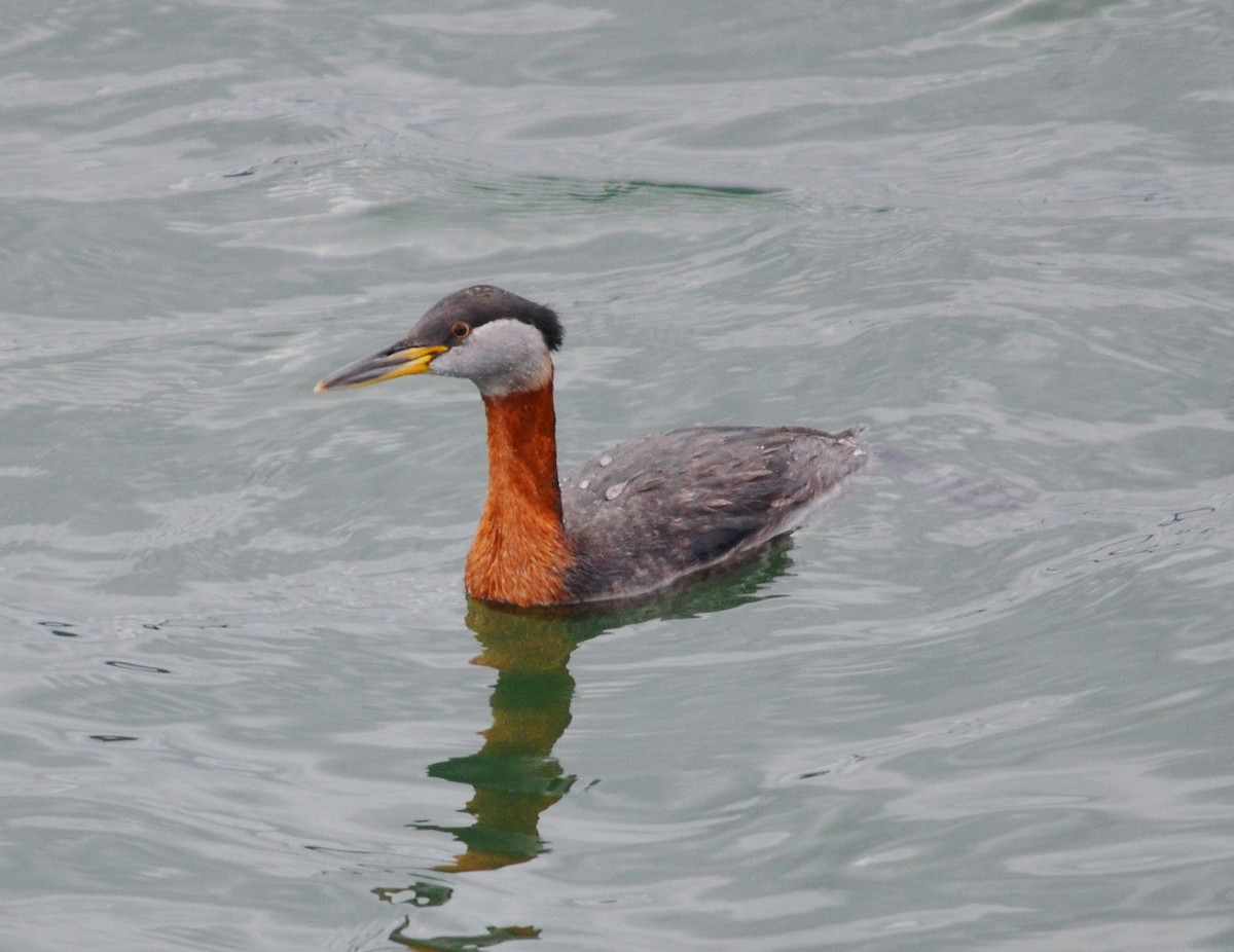 Red-necked Grebe - John Ritchie
