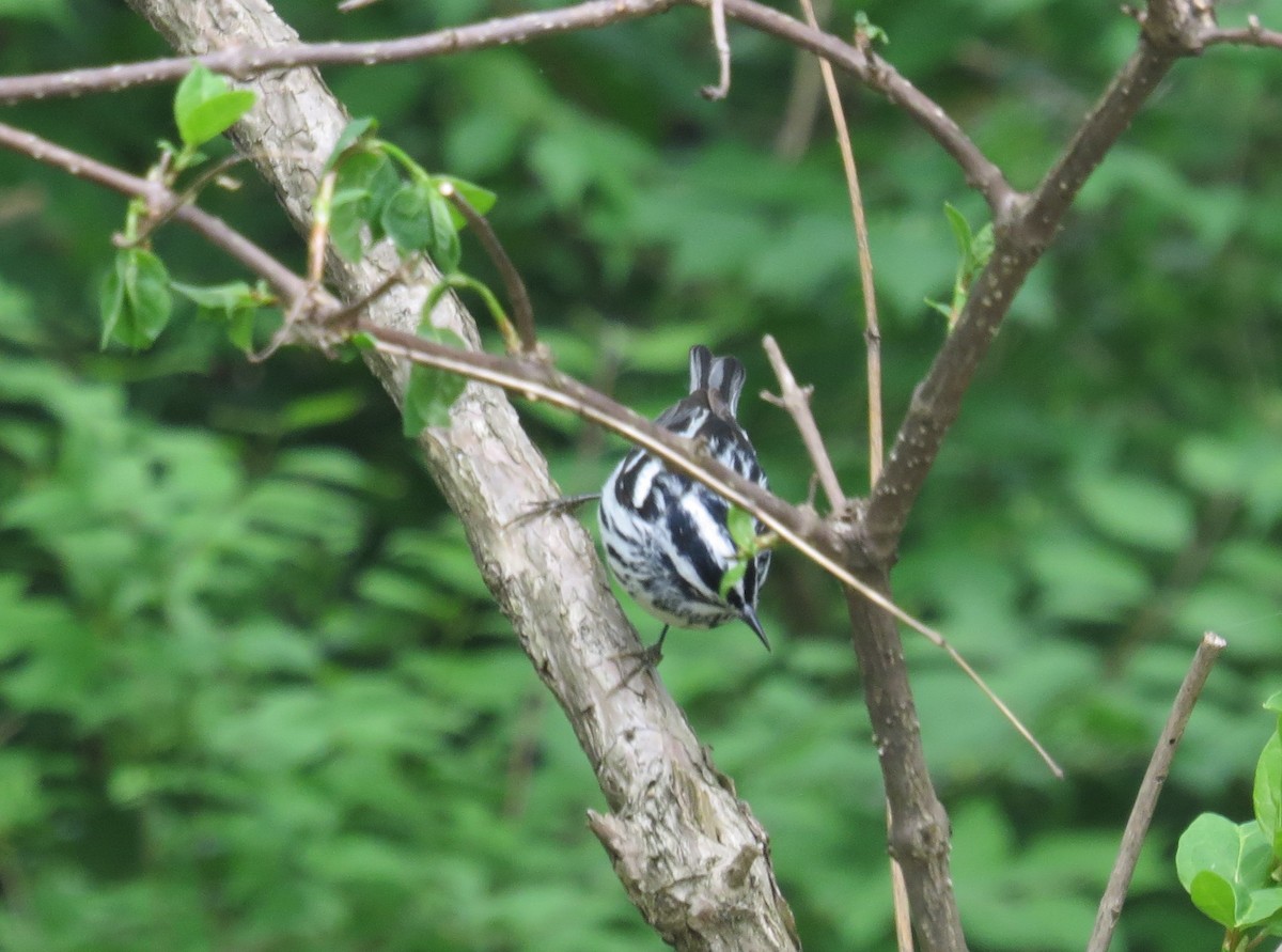 Black-and-white Warbler - ML618584877
