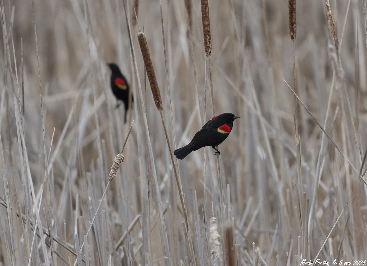 Red-winged Blackbird - ML618584886