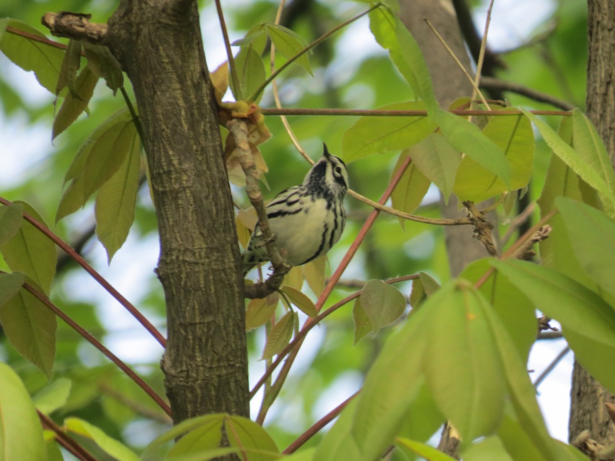 Black-and-white Warbler - ML618584898