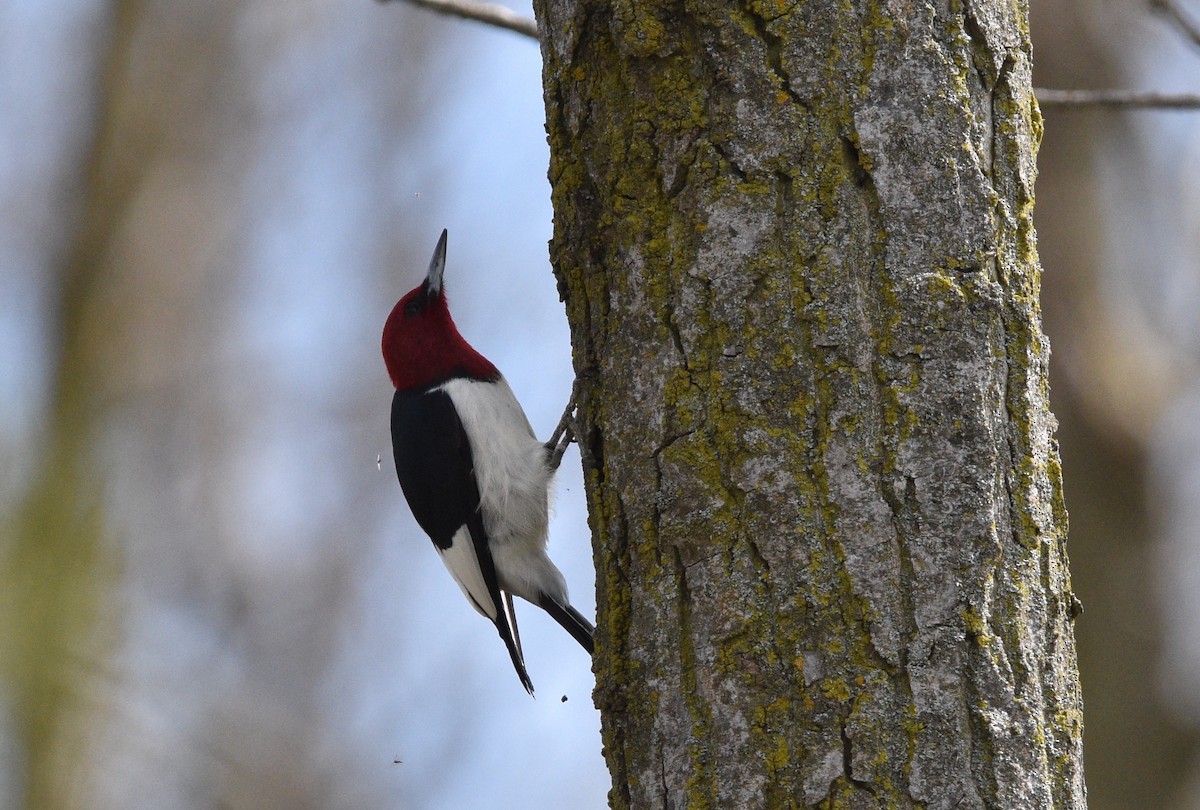 Red-headed Woodpecker - ML618584909