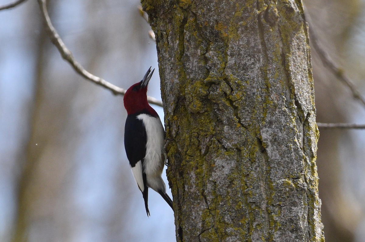 Red-headed Woodpecker - ML618584910