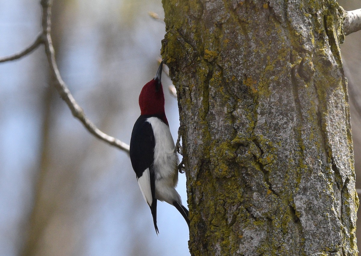 Red-headed Woodpecker - ML618584911