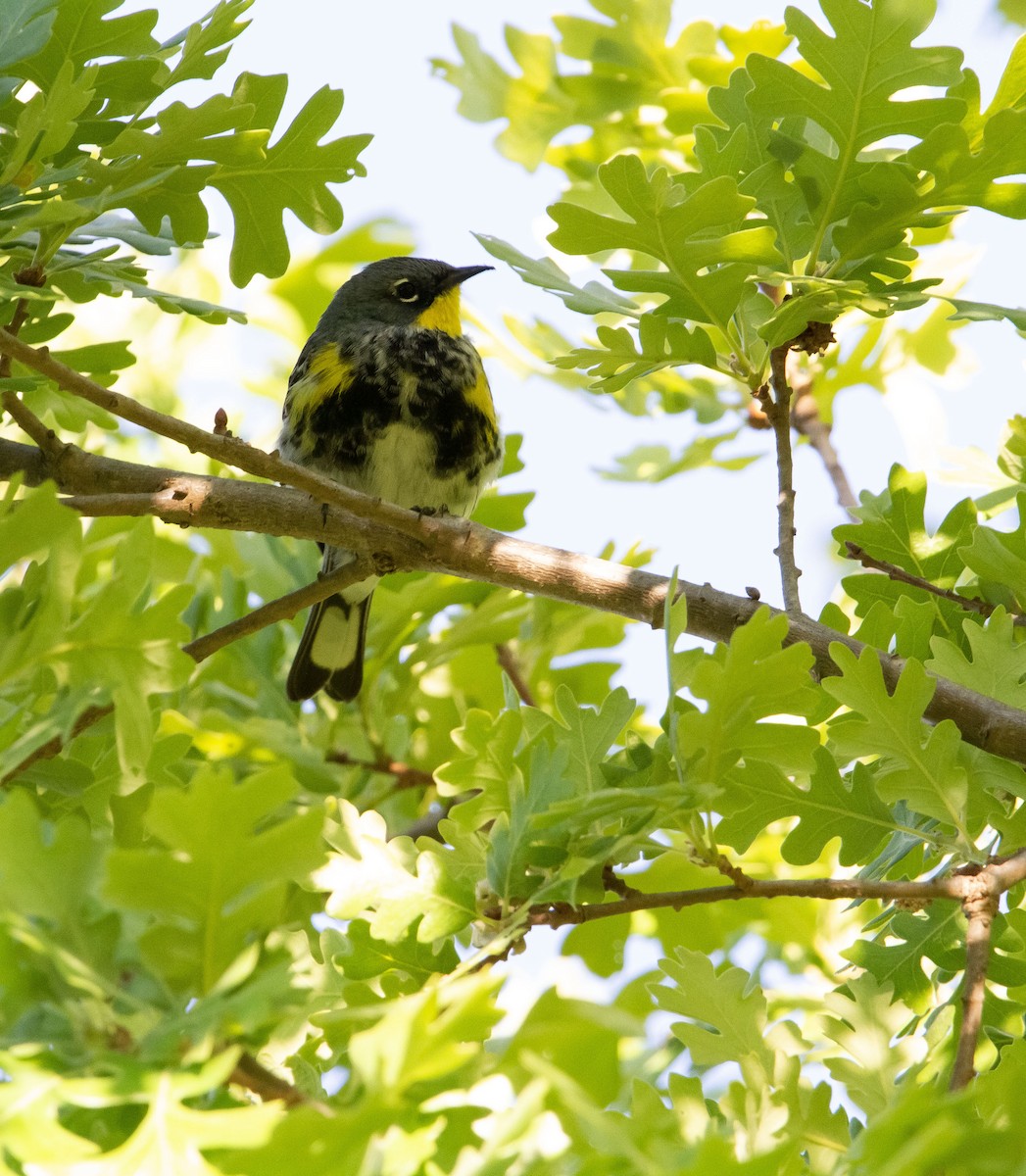 Yellow-rumped Warbler (Audubon's) - ML618584914
