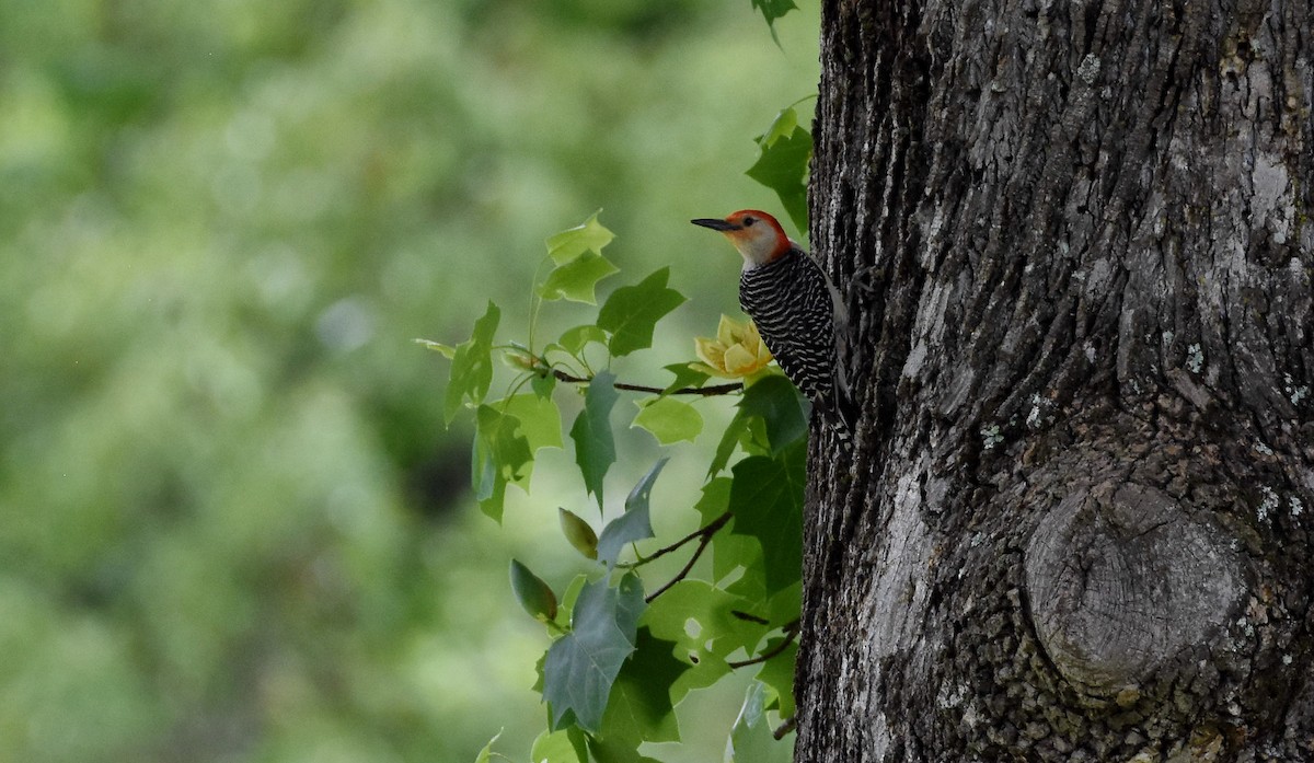 Red-bellied Woodpecker - ML618584920