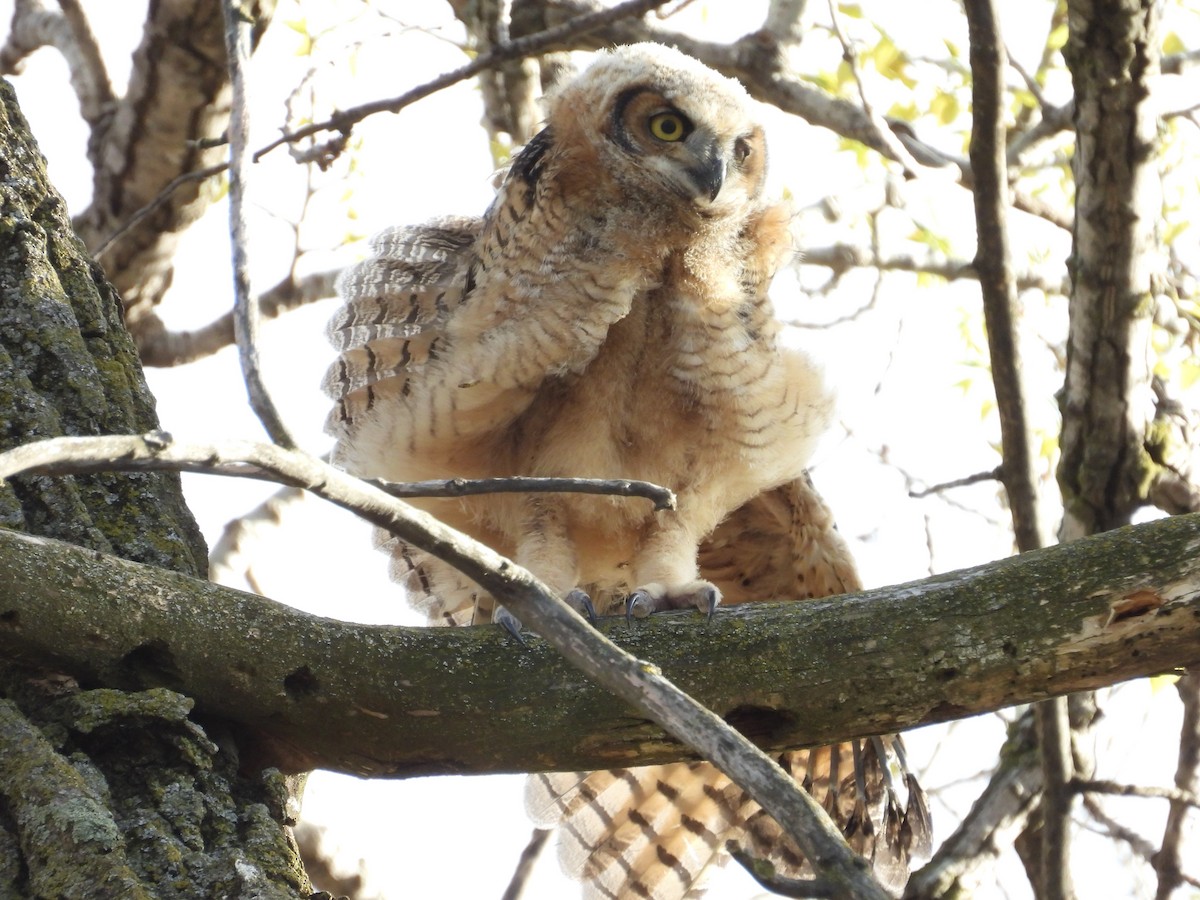 Great Horned Owl - ML618584922