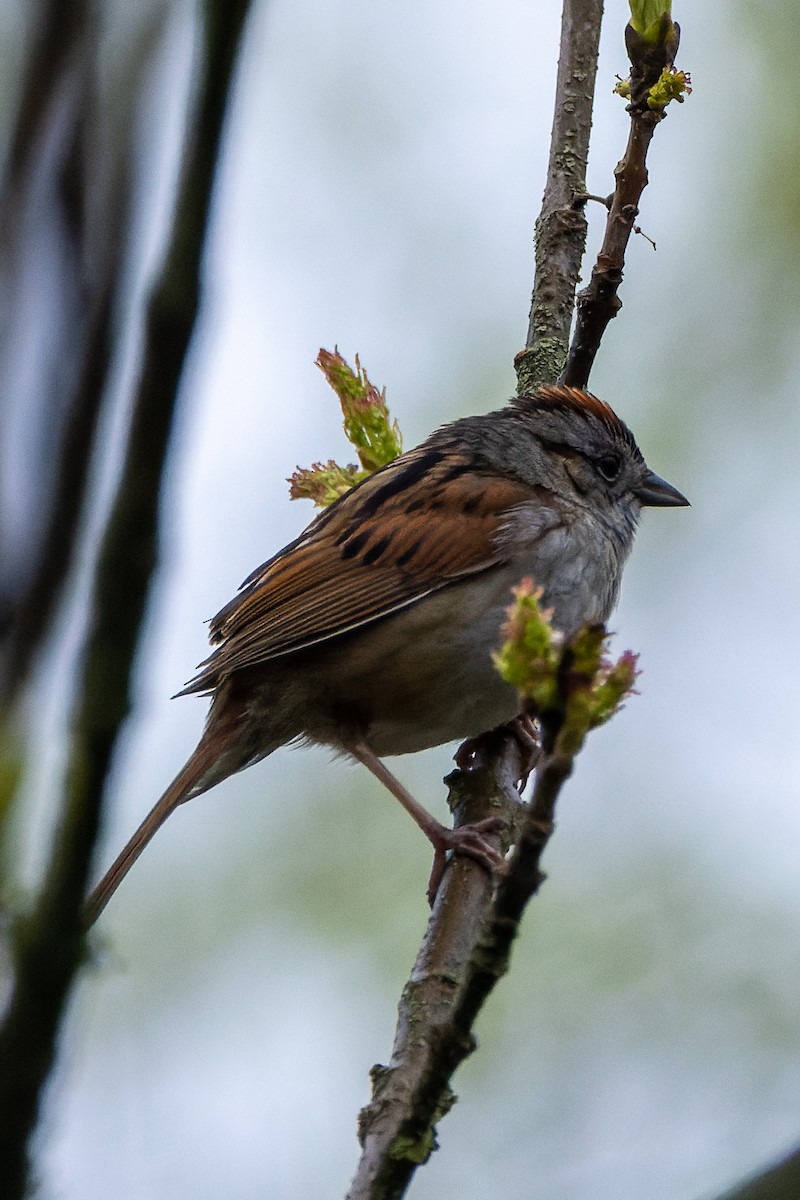 Swamp Sparrow - ML618584924