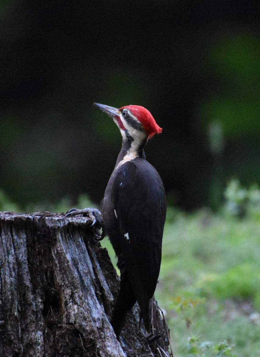 Pileated Woodpecker - ML618584929
