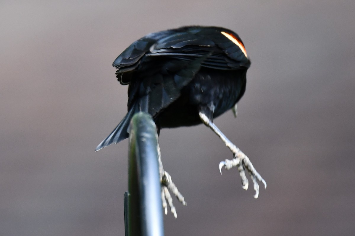 Red-winged Blackbird - Carmen Ricer