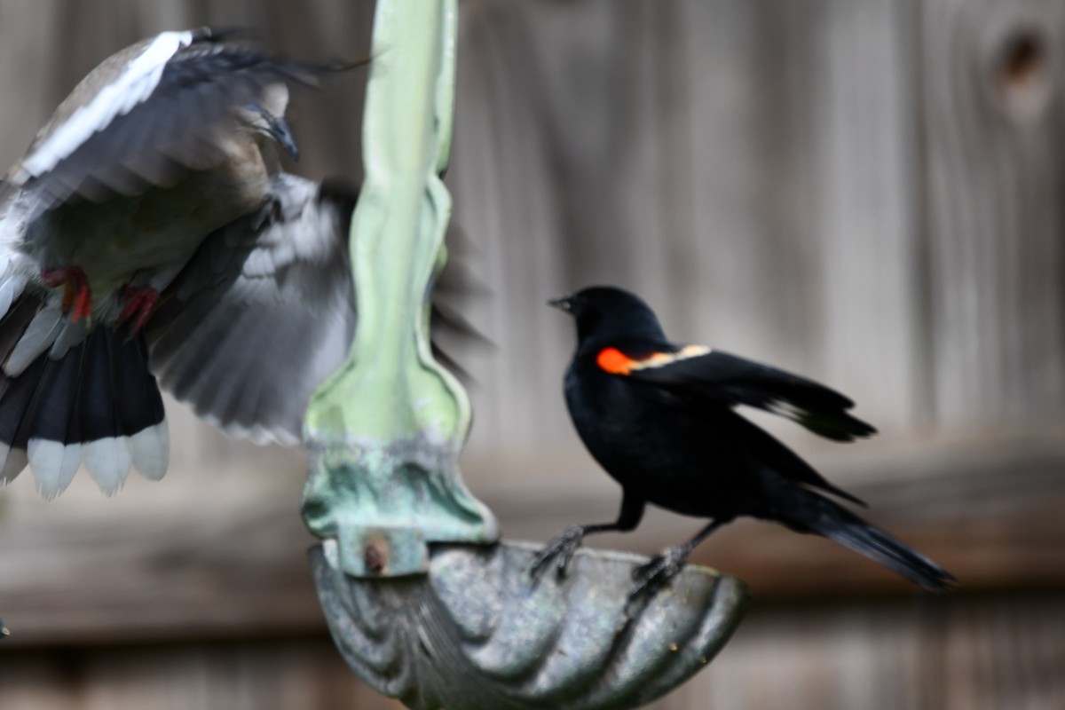Red-winged Blackbird - Carmen Ricer