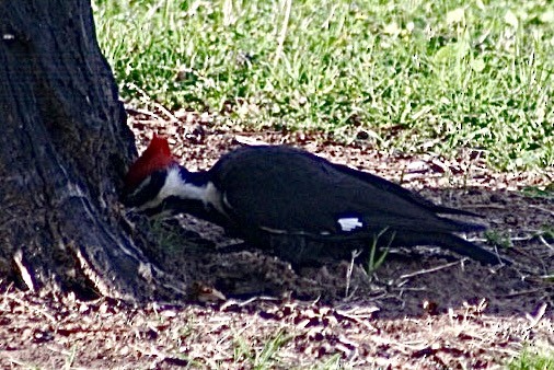 Pileated Woodpecker - ML618584987