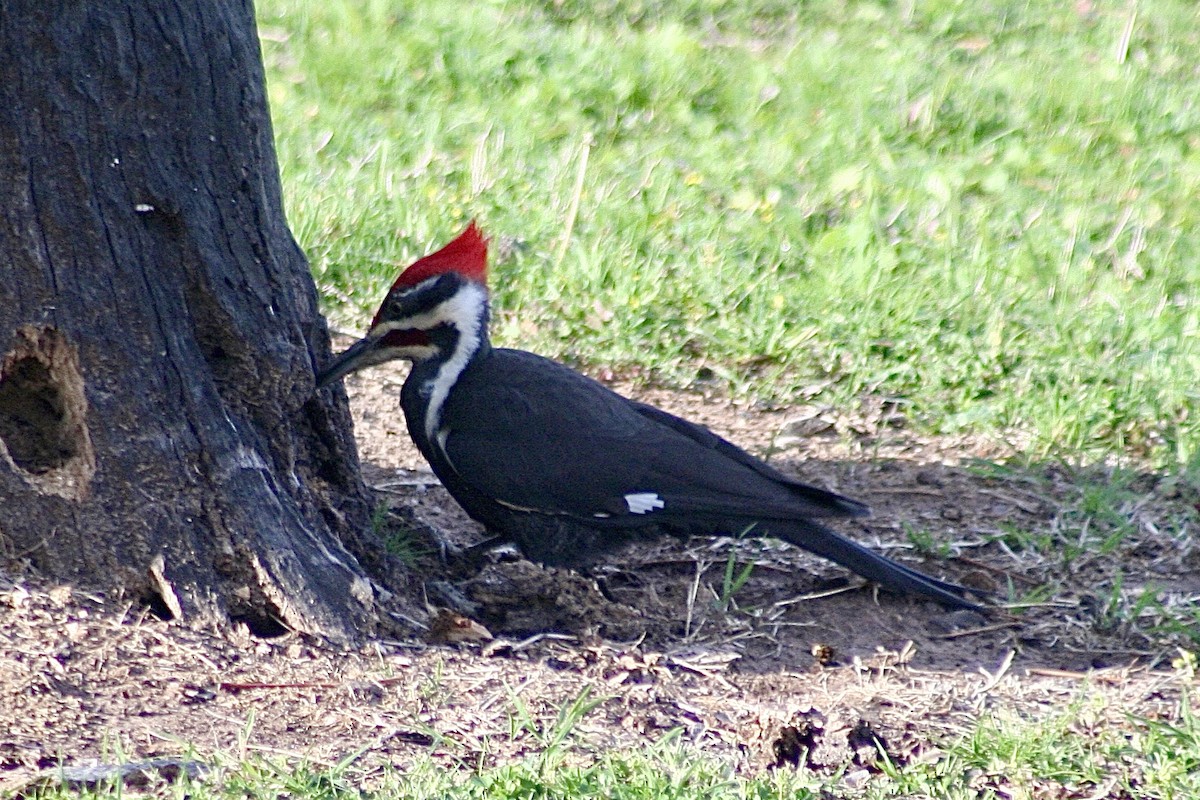 Pileated Woodpecker - ML618584988