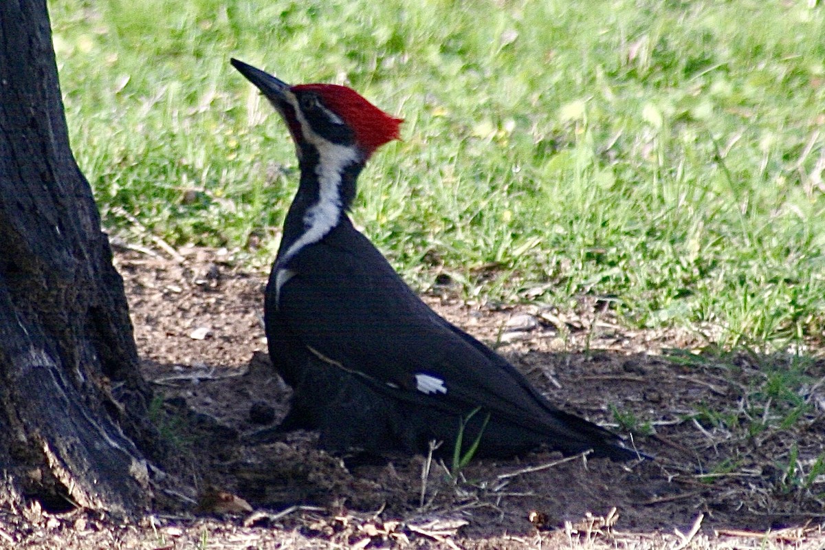 Pileated Woodpecker - ML618584989