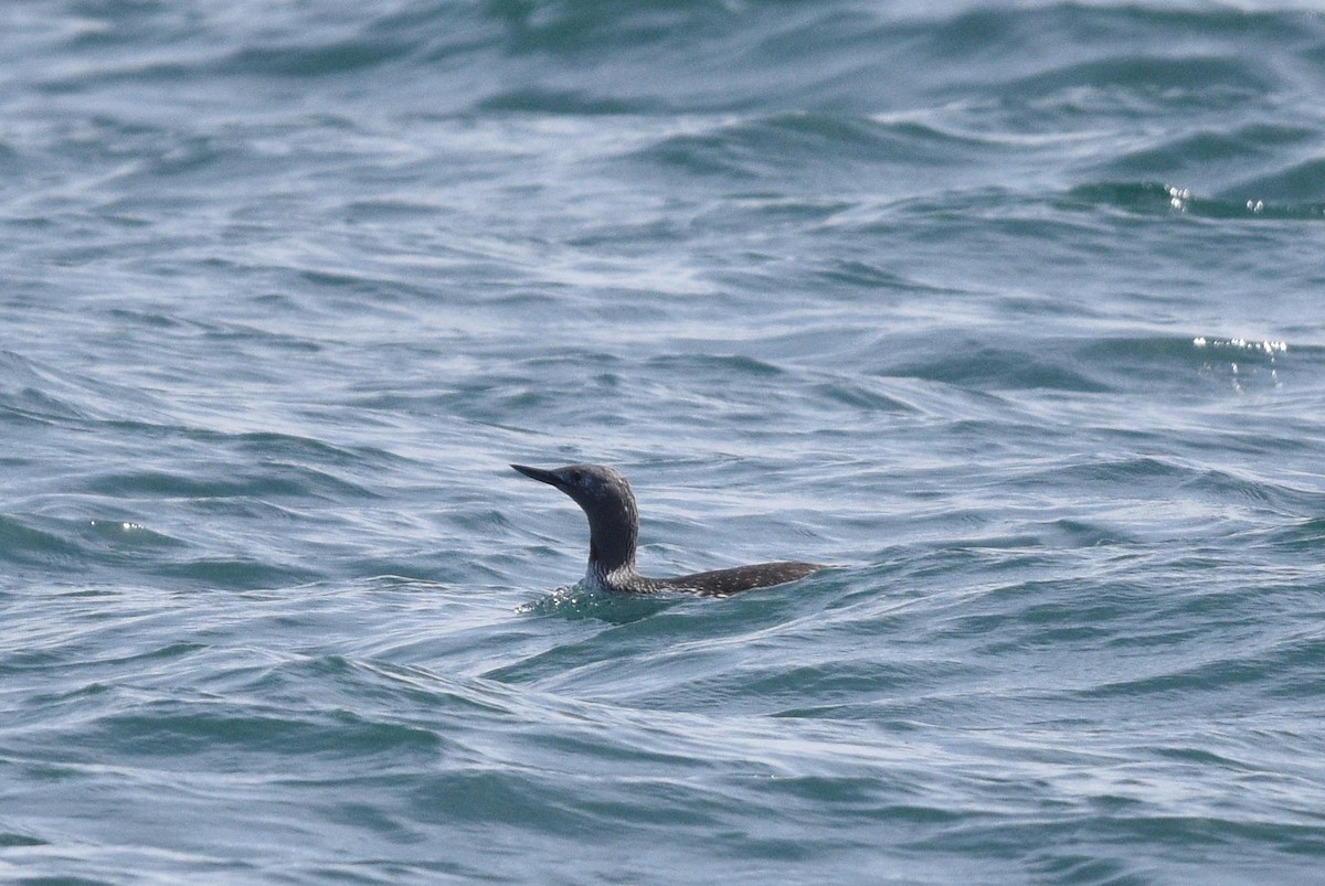 Red-throated Loon - ML618584994