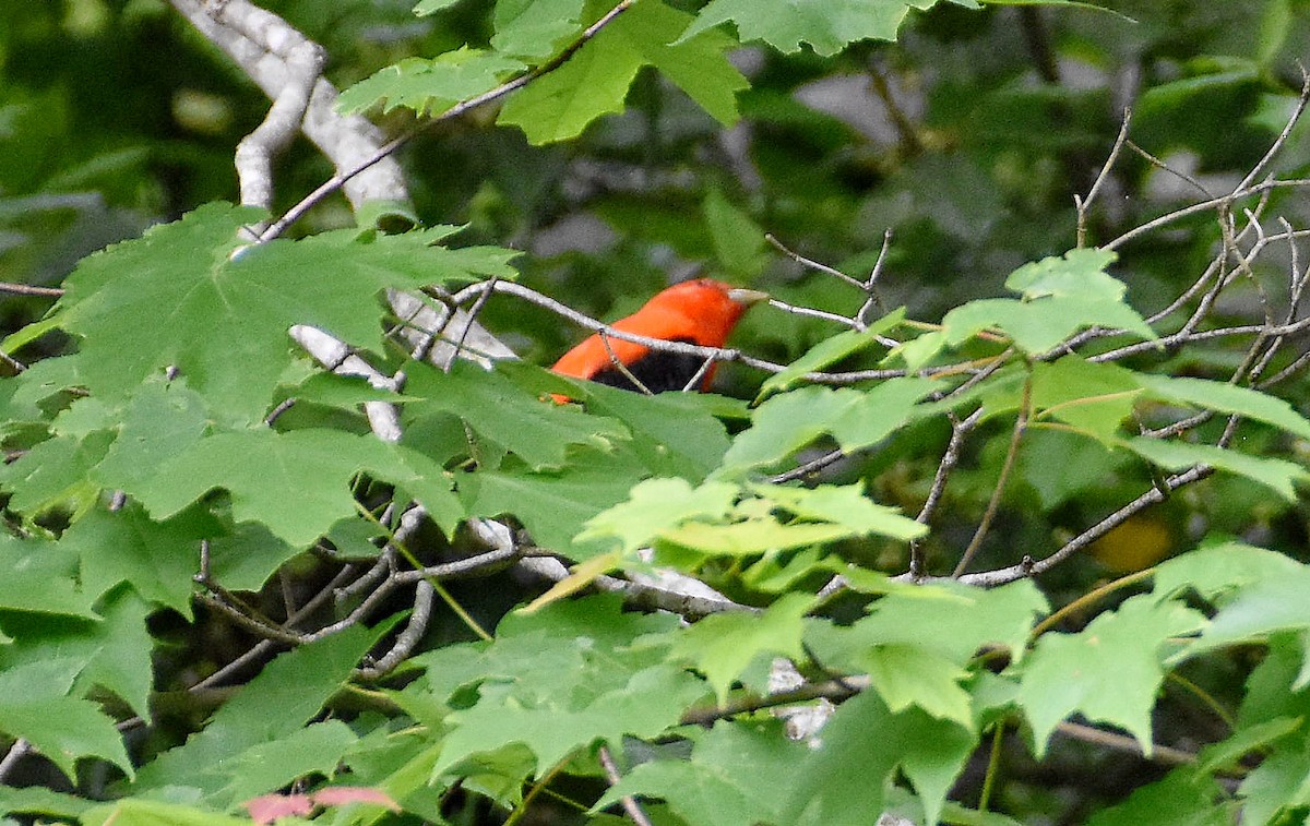 Scarlet Tanager - ML618585044
