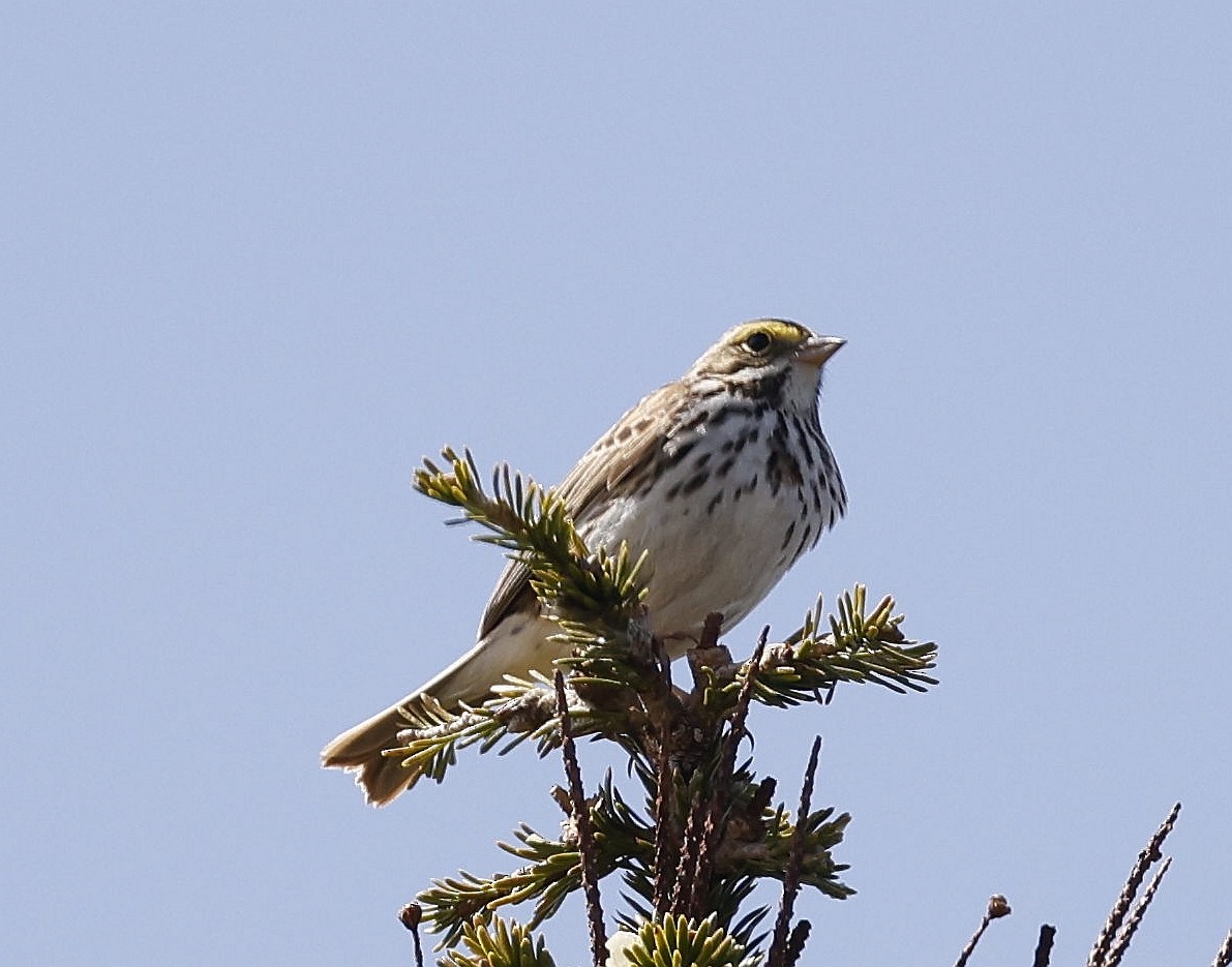 Savannah Sparrow - ML618585046