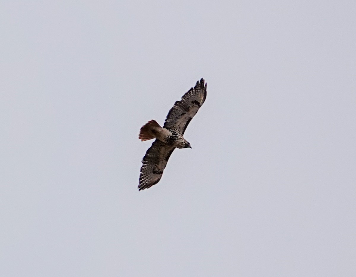 Red-tailed Hawk - Patsy Skene