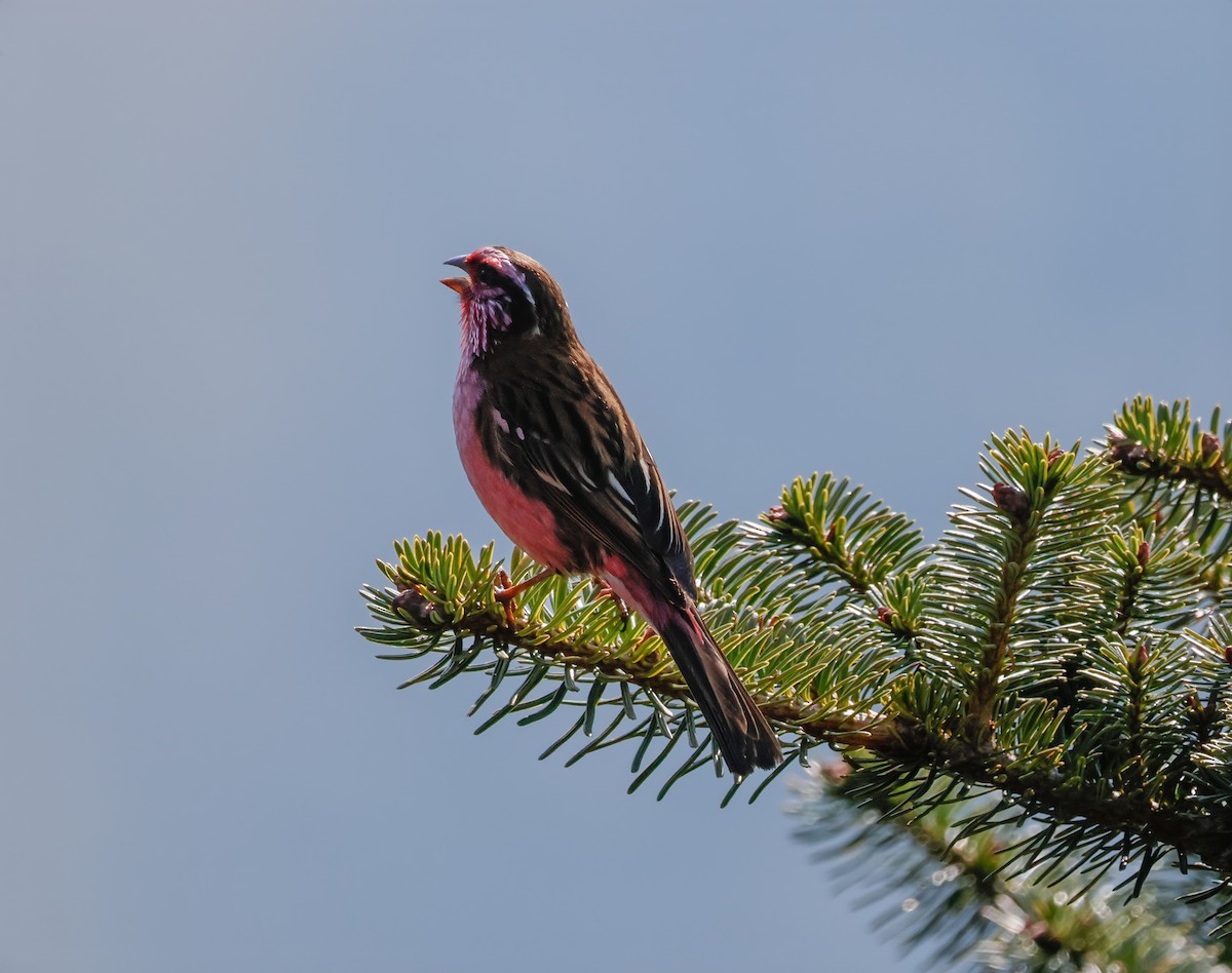 Himalayan White-browed Rosefinch - Peter Crosson